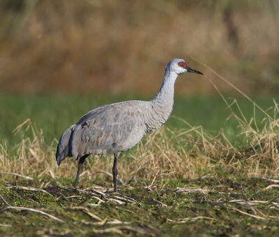 Canadese Kraanvogel - Sandhill Crane