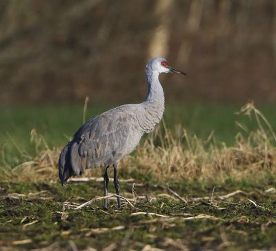 Canadese Kraanvogel - Sandhill Crane