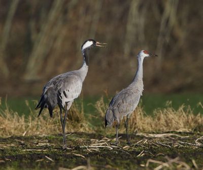 Canadese Kraanvogel - Sandhill Crane