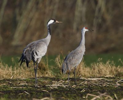 Canadese Kraanvogel - Sandhill Crane