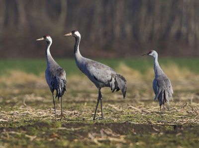 Canadese Kraanvogel - Sandhill Crane