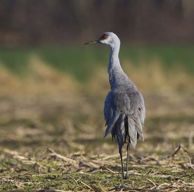 Canadese Kraanvogel - Sandhill Crane