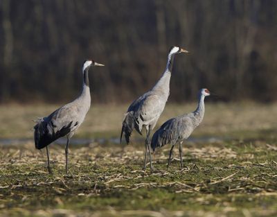 Canadese Kraanvogel - Sandhill Crane