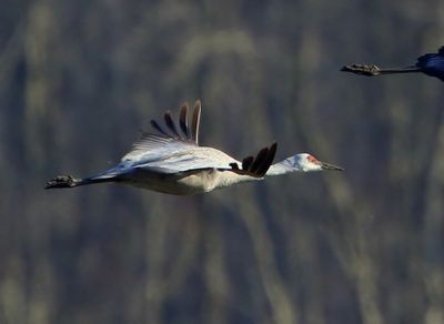 Canadese Kraanvogel - Sandhill Crane