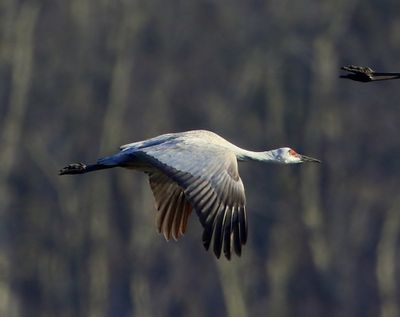 Canadese Kraanvogel - Sandhill Crane