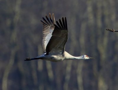Canadese Kraanvogel - Sandhill Crane