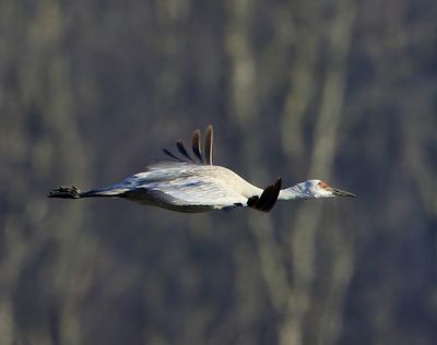 Canadese Kraanvogel - Sandhill Crane