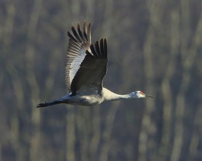 Canadese Kraanvogel - Sandhill Crane