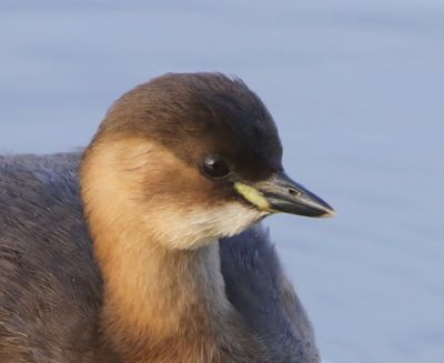 Dodaars - Little Grebe