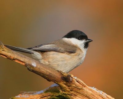 Glanskop - Marsh Tit