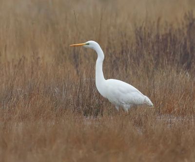 Grote Zilverreiger - Great Egret