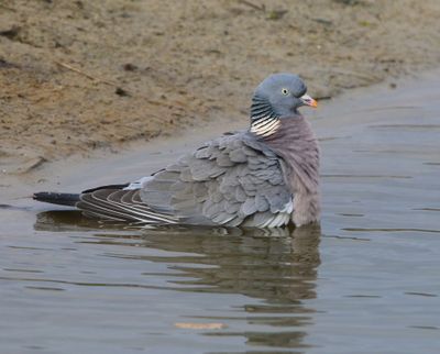 Houtduif - Common Wood Pigeon