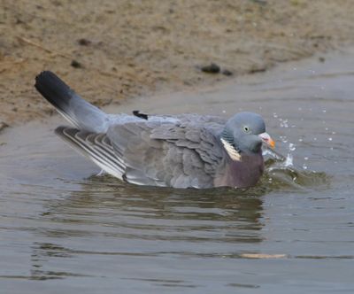 Houtduif - Common Wood Pigeon