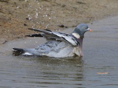 Houtduif - Common Wood Pigeon