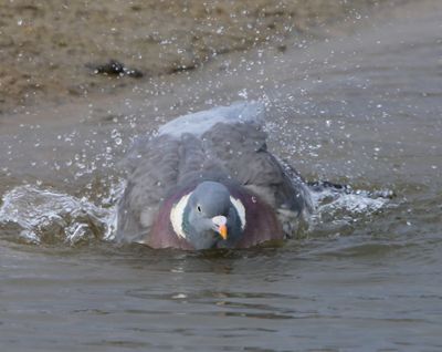 Houtduif - Common Wood Pigeon