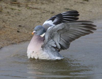Houtduif - Common Wood Pigeon