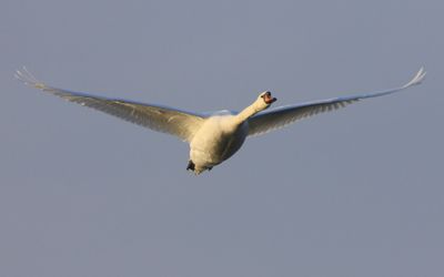 Knobbelzwaan - Mute Swan