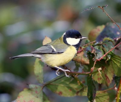 Koolmees - Great Tit
