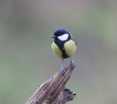 Koolmees - Great Tit