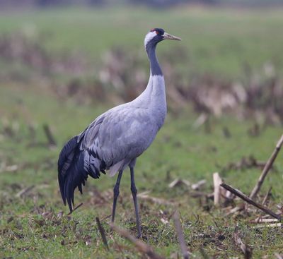Kraanvogel - Common Crane