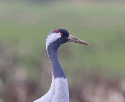 Kraanvogel - Common Crane
