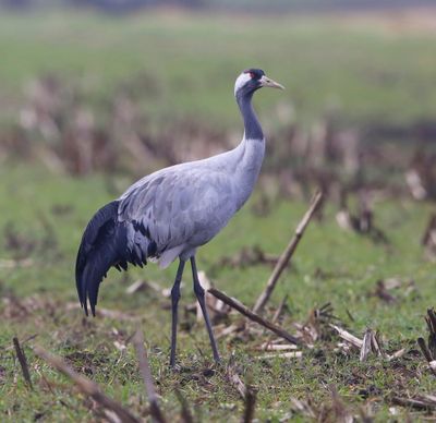 Kraanvogel - Common Crane