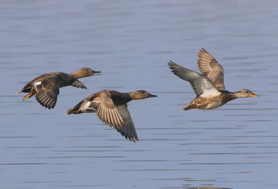 Krakeenden - Gadwalls