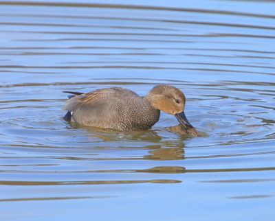 Krakeenden - Gadwalls