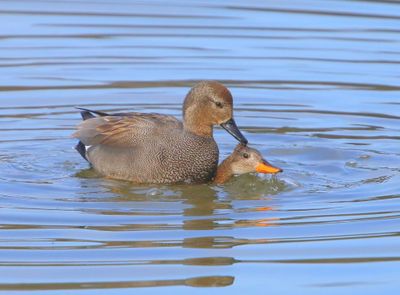 Krakeenden - Gadwalls