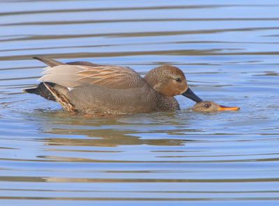 Krakeenden - Gadwalls