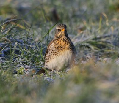 Kramsvogel - Fieldfare