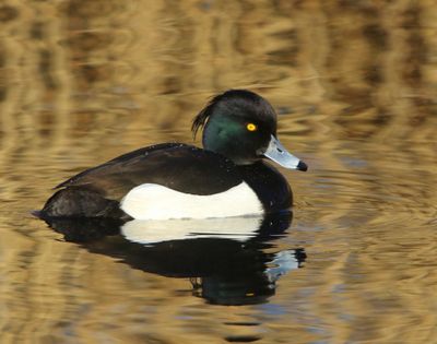 Kuifeend - Tufted Duck