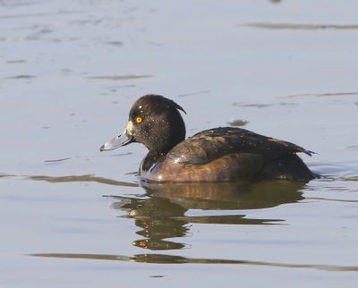 Kuifeend - Tufted Duck