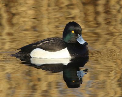 Kuifeend - Tufted Duck