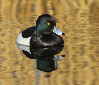 Kuifeend - Tufted Duck