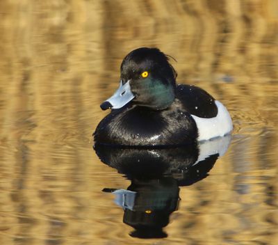Kuifeend - Tufted Duck