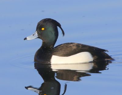 Kuifeend - Tufted Duck