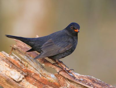 Merel - Common Blackbird