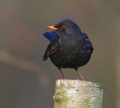 Merel - Common Blackbird