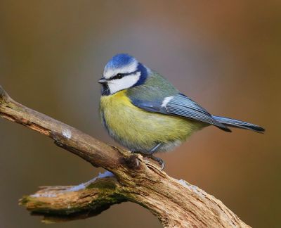 Pimpelmees - Blue Tit