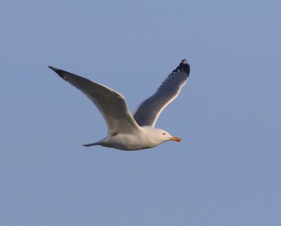 Pontische Meeuw - Caspian Gull