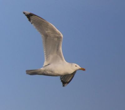 Pontische Meeuw - Caspian Gull