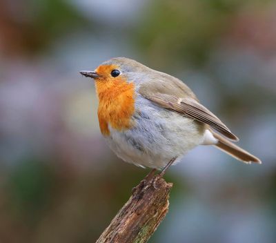 Roodborst - European Robin
