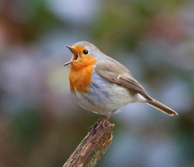 Roodborst - European Robin