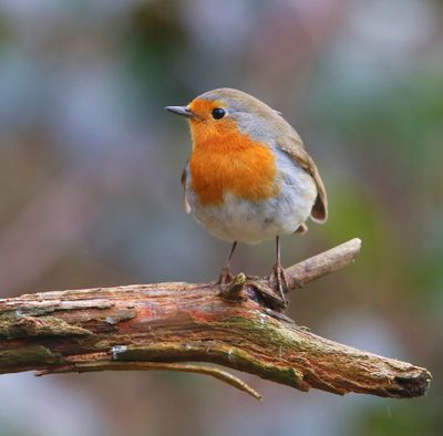 Roodborst - European Robin