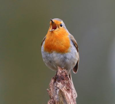Roodborst - European Robin