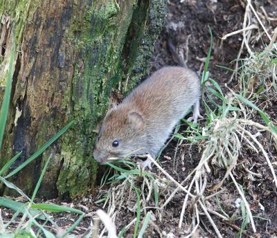 Rosse Woelmuis - Red Vole