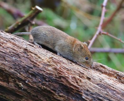 Rosse Woelmuis - Red Vole