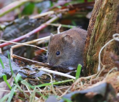 Rosse Woelmuis - Red Vole
