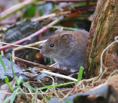 Rosse Woelmuis - Red Vole